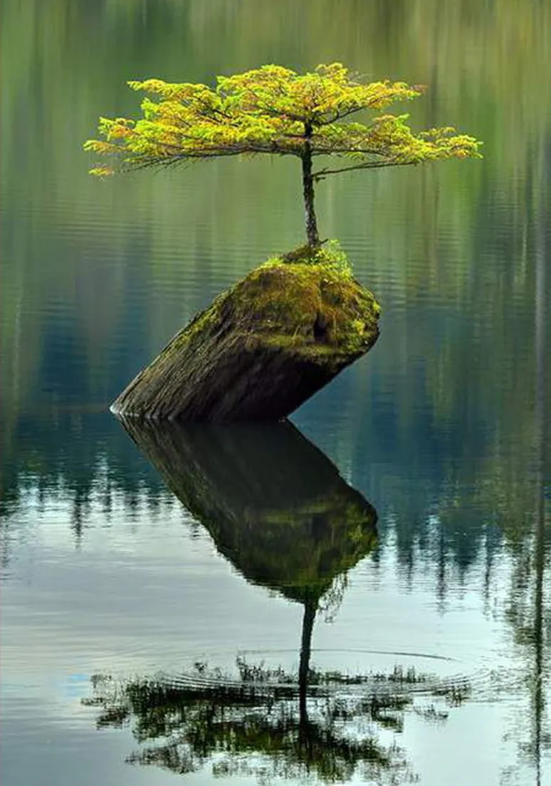 Tree as a Metaphor 007