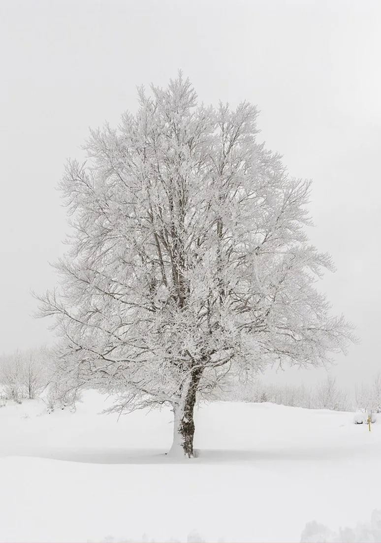 Tree as a Metaphor 008