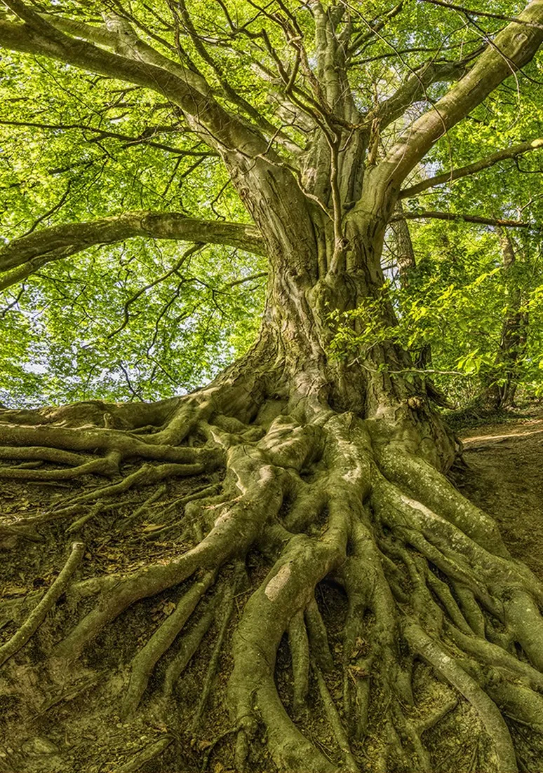 Tree as a Metaphor 009