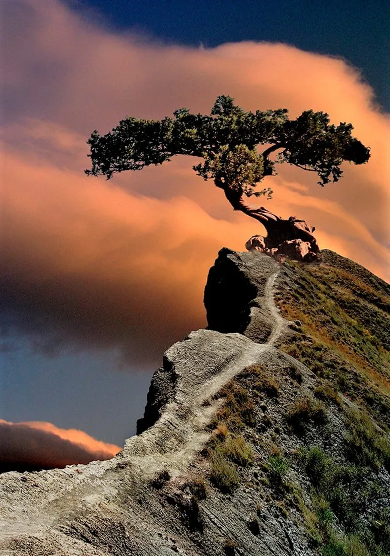 Tree as a Metaphor 010