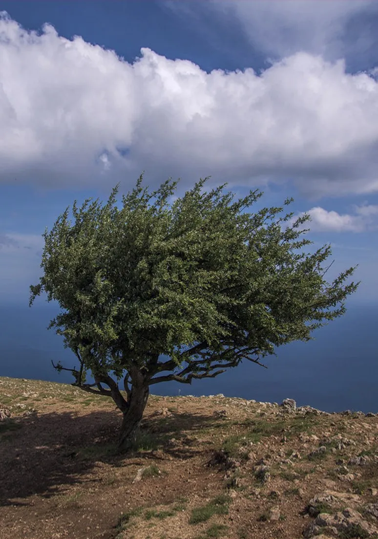 Tree as a Metaphor 011