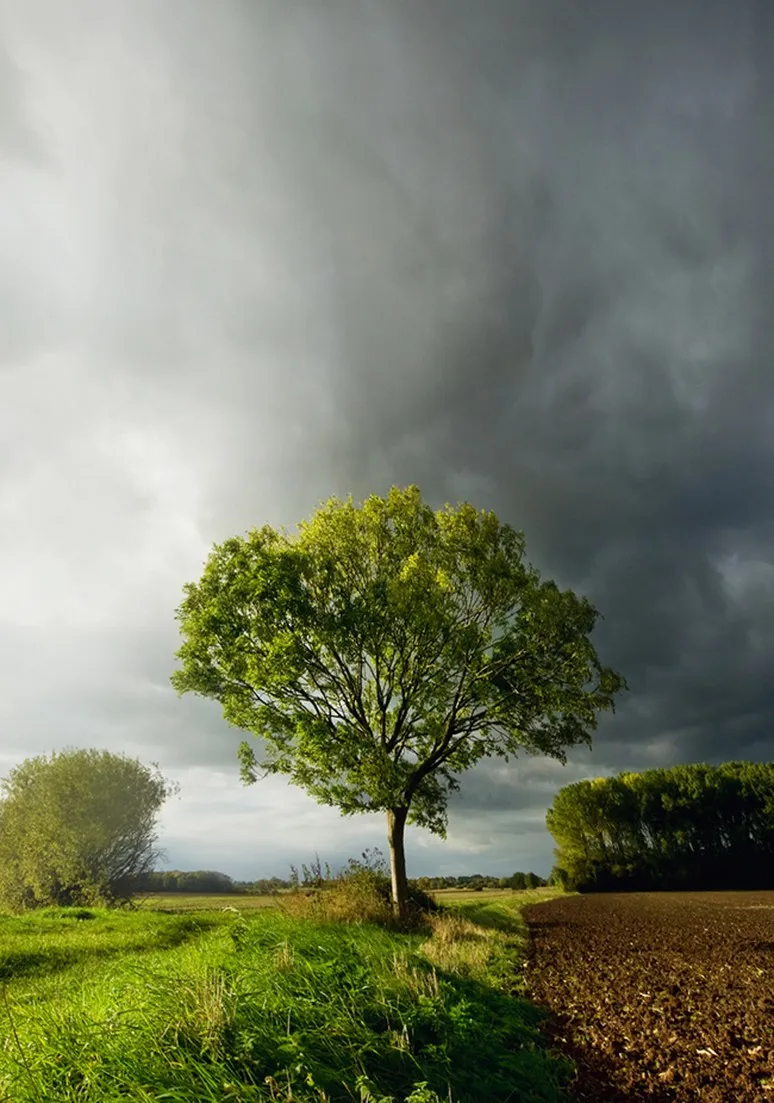 Tree as a Metaphor 015
