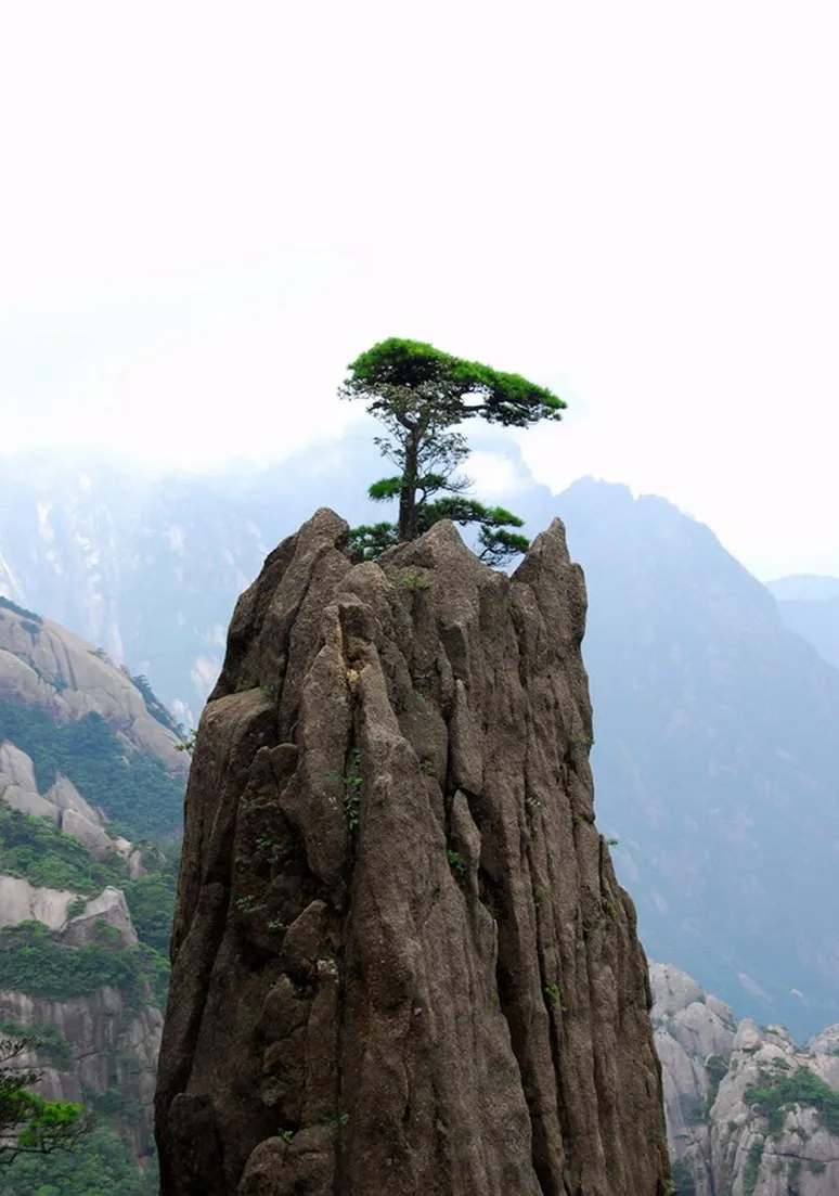 Tree as a Metaphor 020