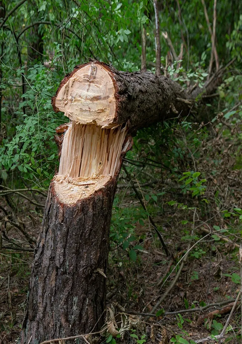 Tree as a Metaphor 022