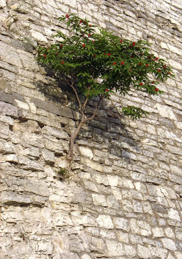 Tree as a Metaphor 025