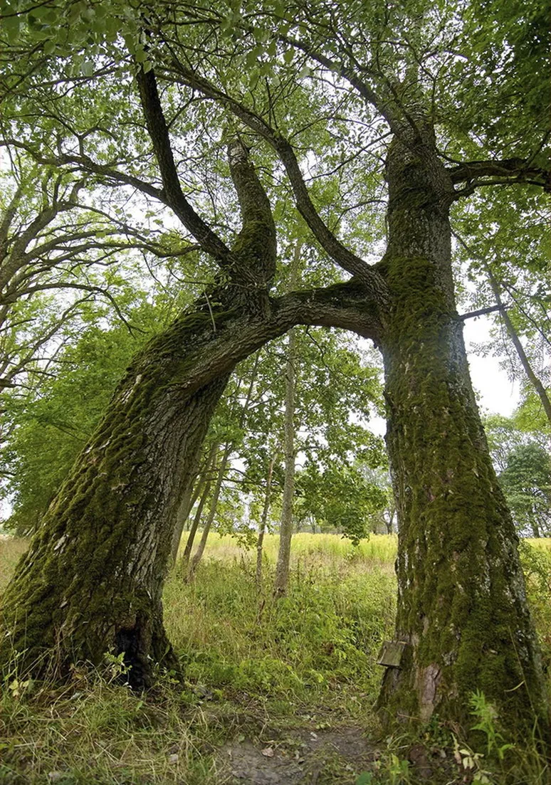 Tree as a Metaphor 026