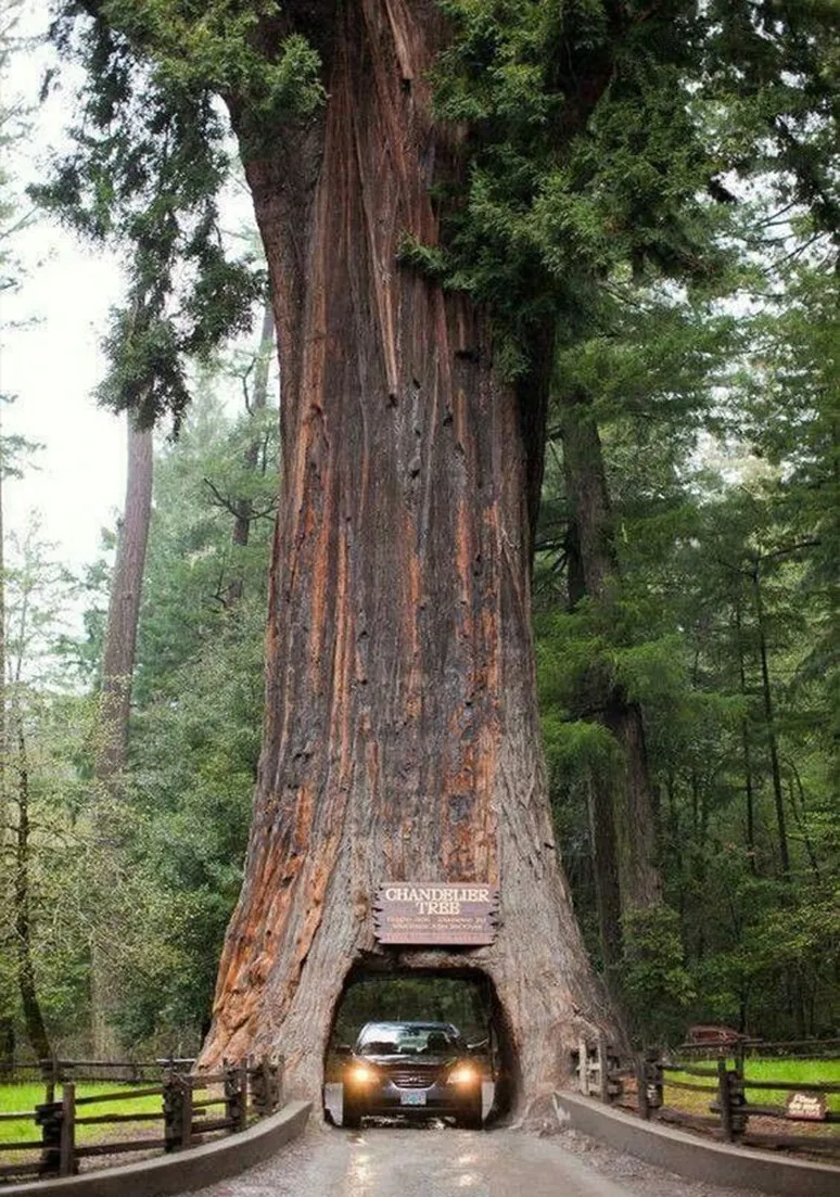 Tree as a Metaphor 027