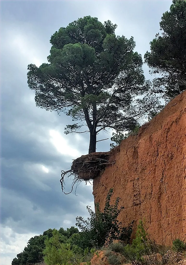 Tree as a Metaphor 030