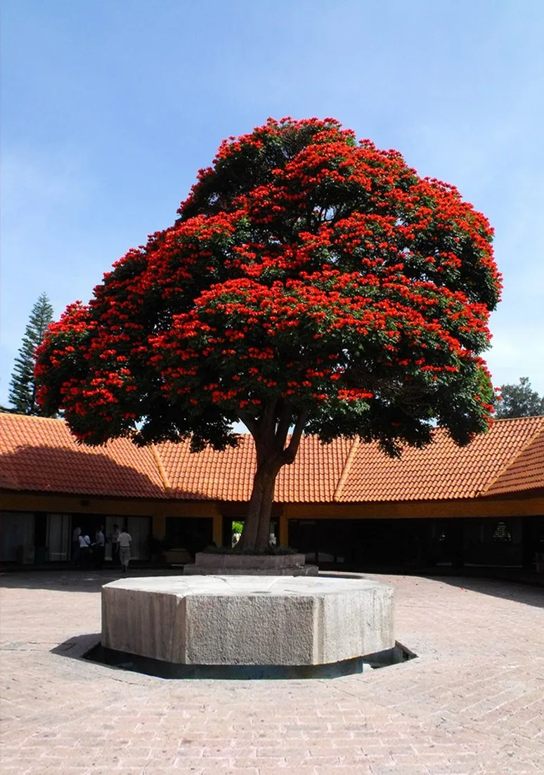 Tree as a Metaphor 031