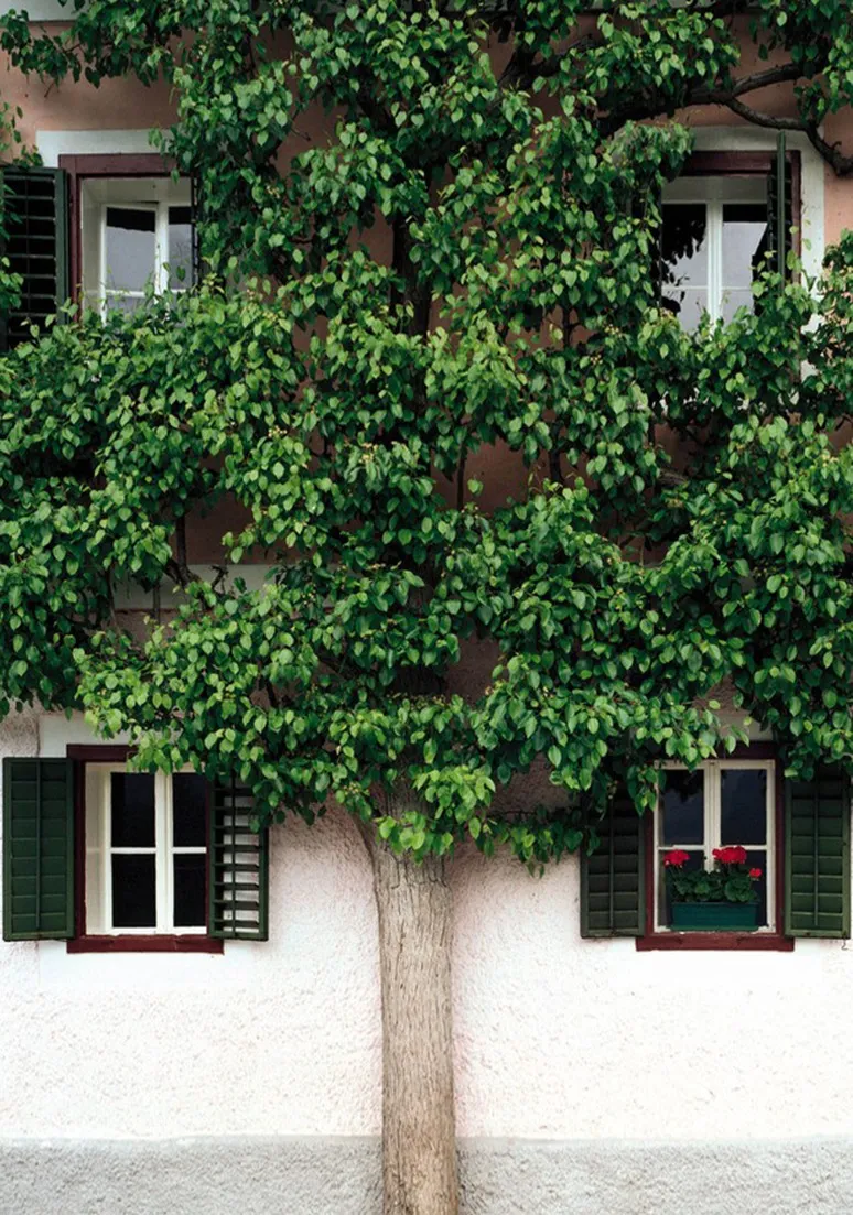 Tree as a Metaphor 034