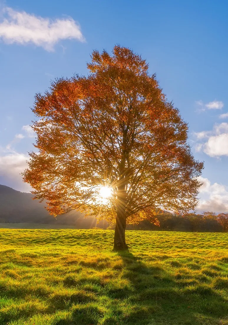 Tree as a Metaphor 035