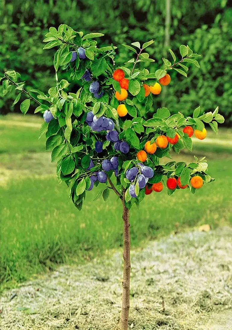 Tree as a Metaphor 036