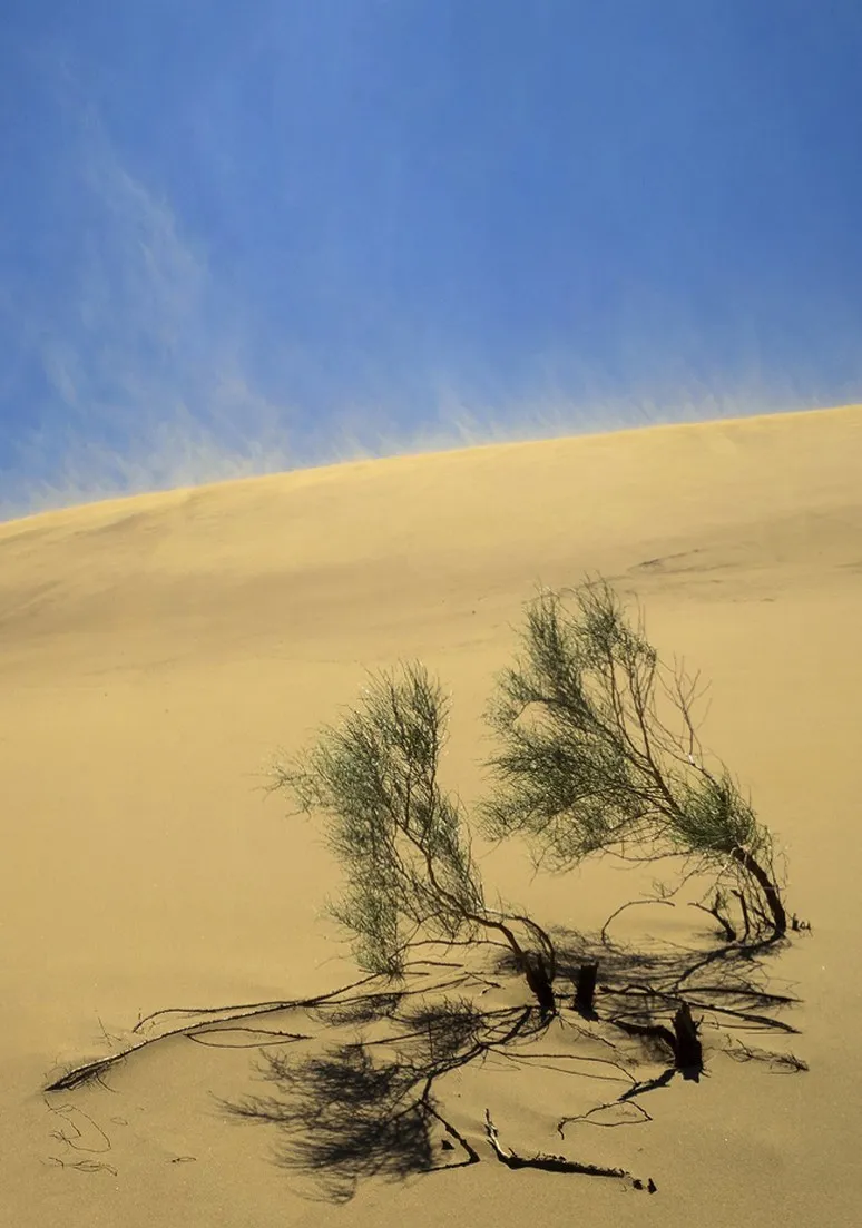 Tree as a Metaphor 037