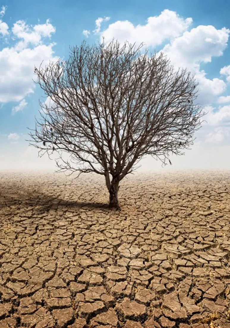 Tree as a Metaphor 038