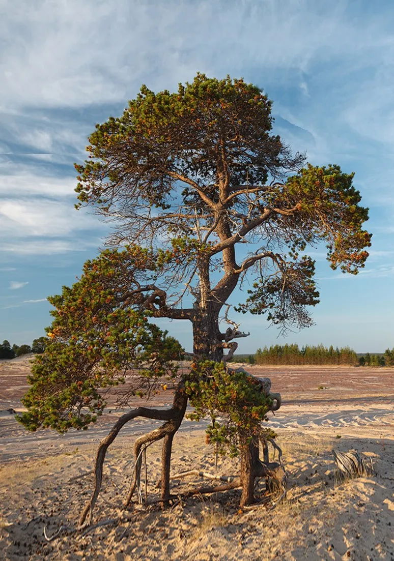 Tree as a Metaphor 040