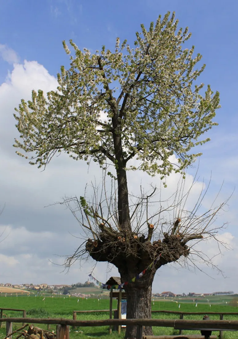 Tree as a Metaphor 043