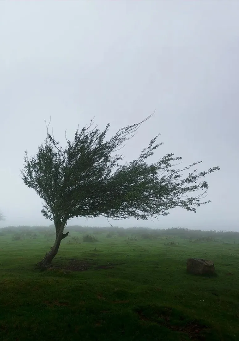 Tree as a Metaphor 047