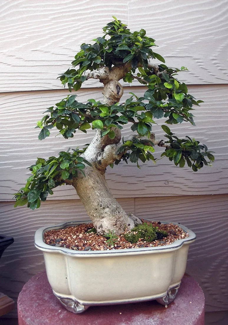 Tree as a Metaphor 049