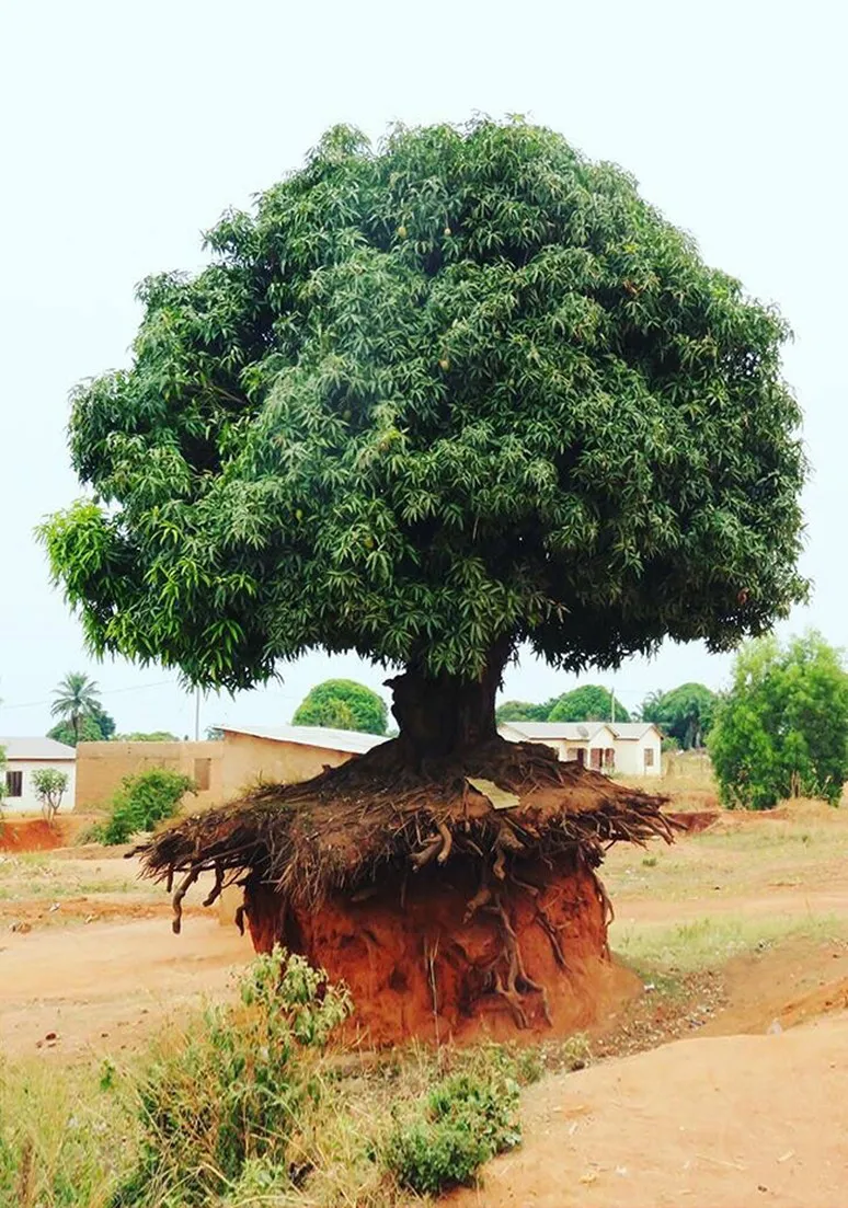 Tree as a Metaphor 052