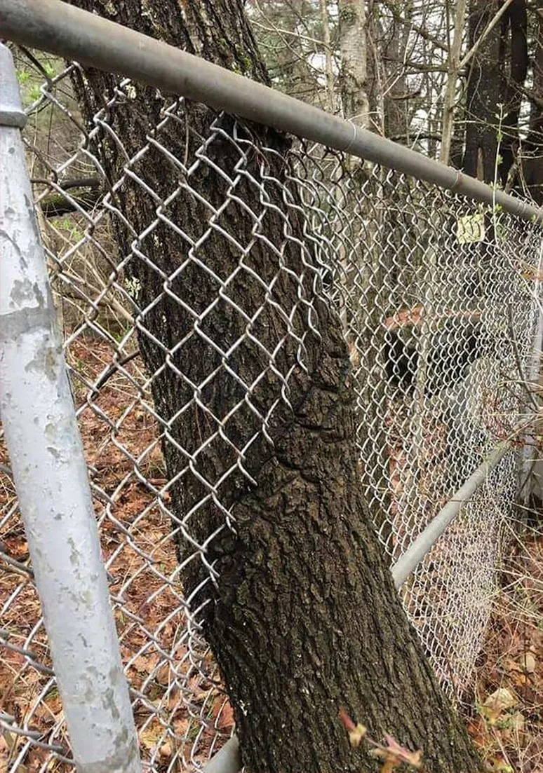 Tree as a Metaphor 053