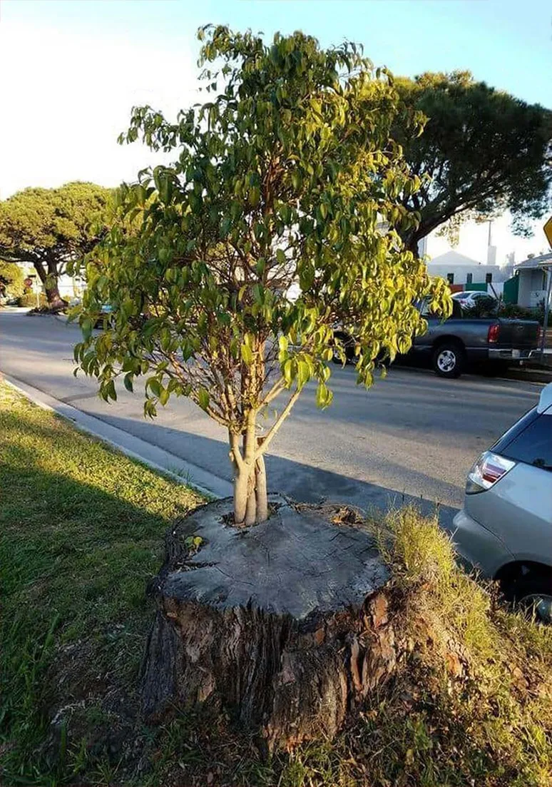Tree as a Metaphor 056