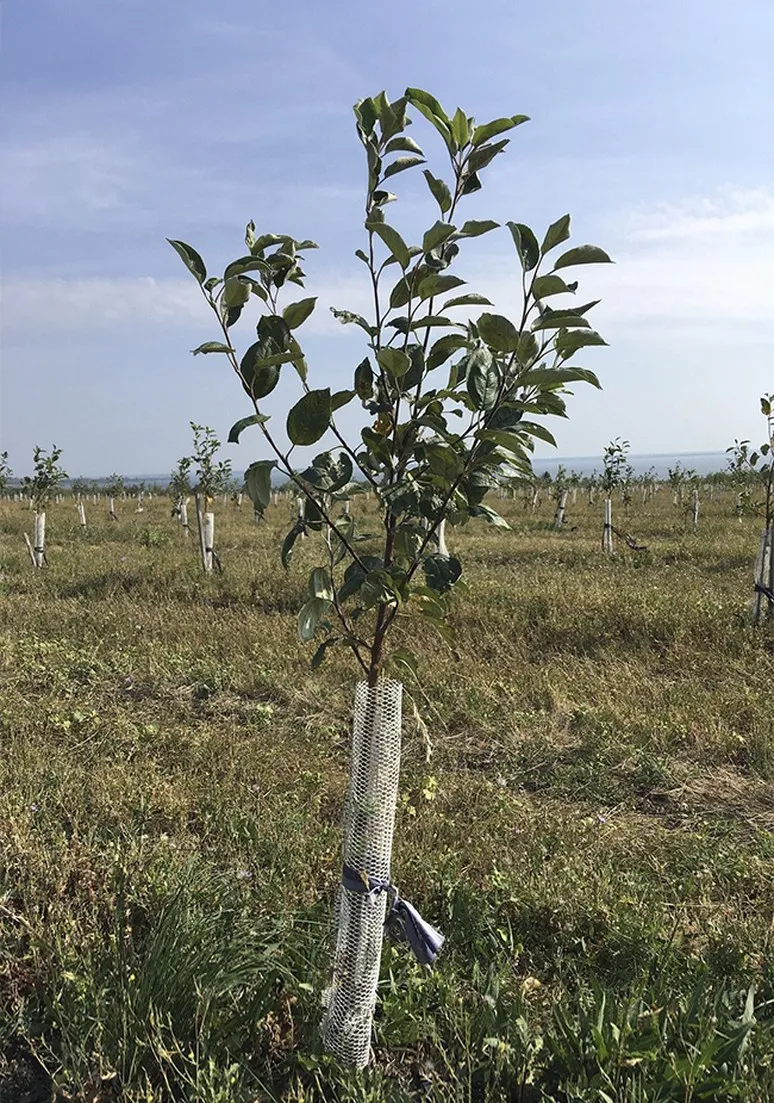 Tree as a Metaphor 059