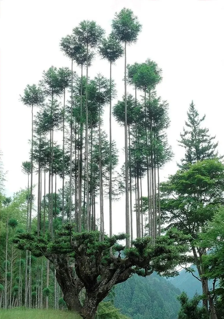 Tree as a Metaphor 060