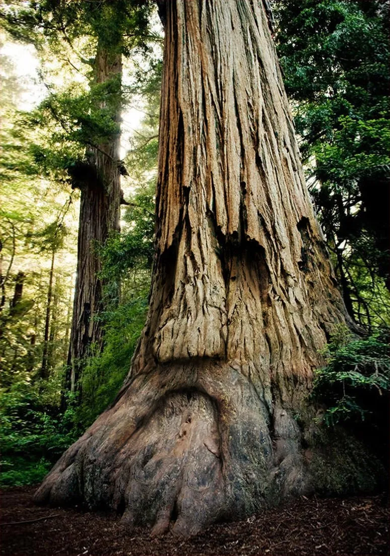 Tree as a Metaphor 062