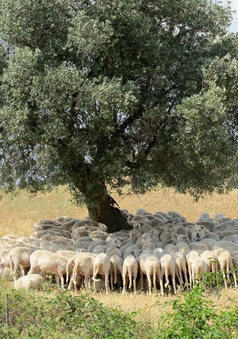 Tree as a Metaphor 064