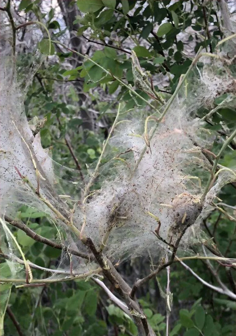 Tree as a Metaphor 066