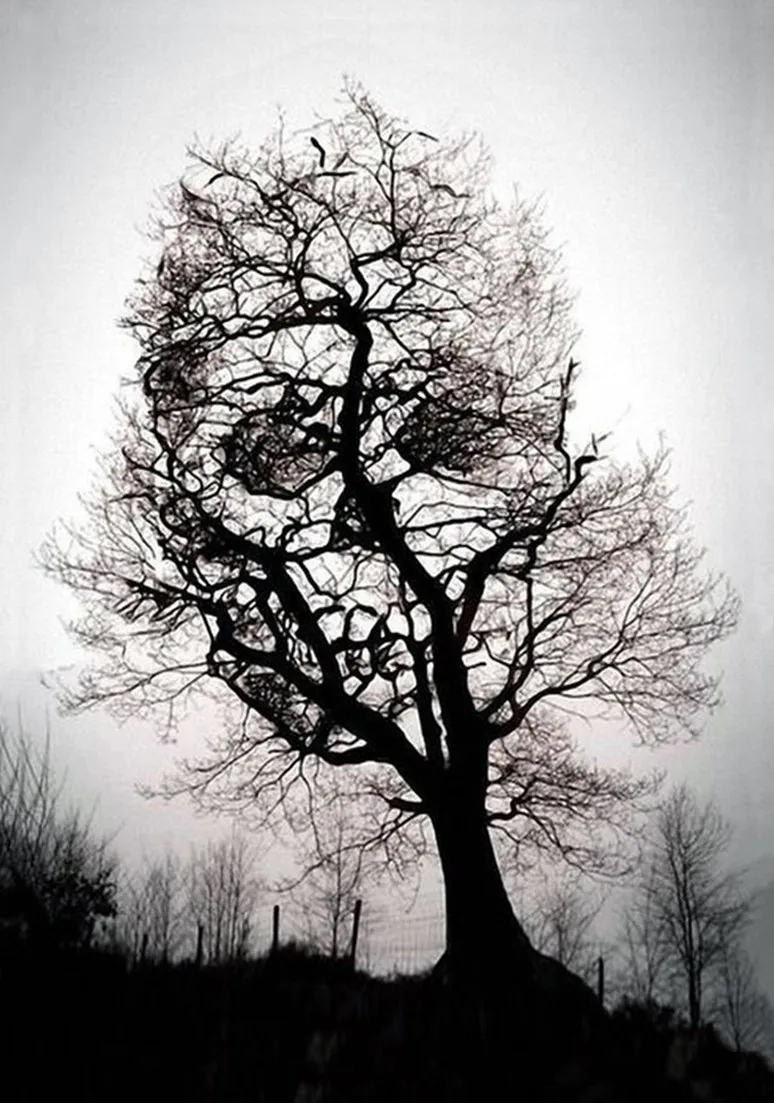 Tree as a Metaphor 068