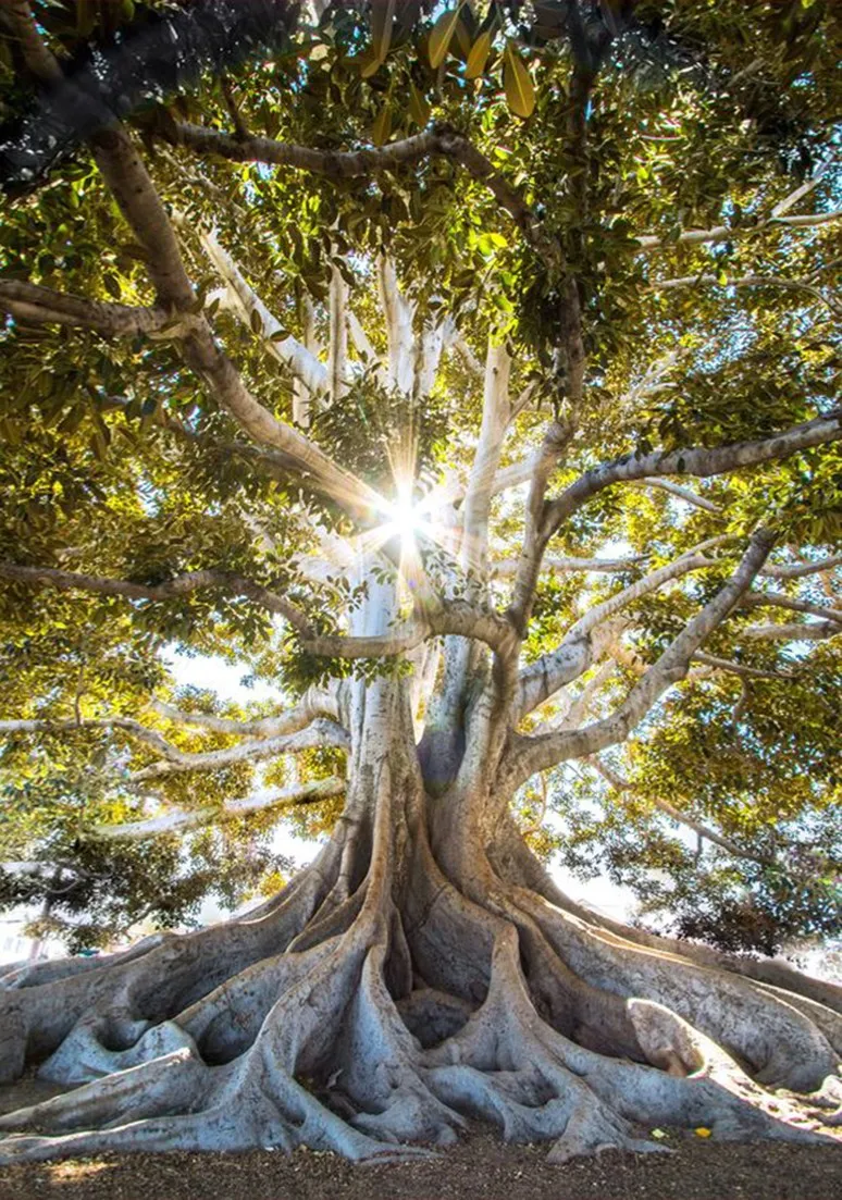 Tree as a Metaphor 071