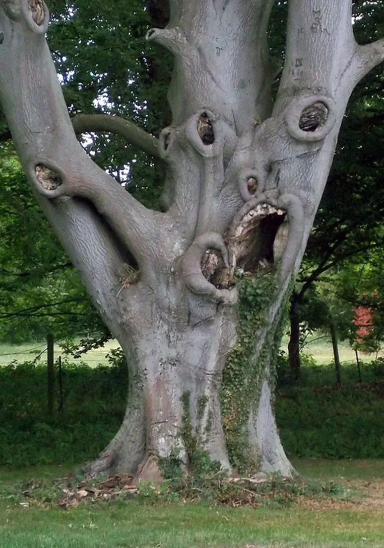 Tree as a Metaphor 072