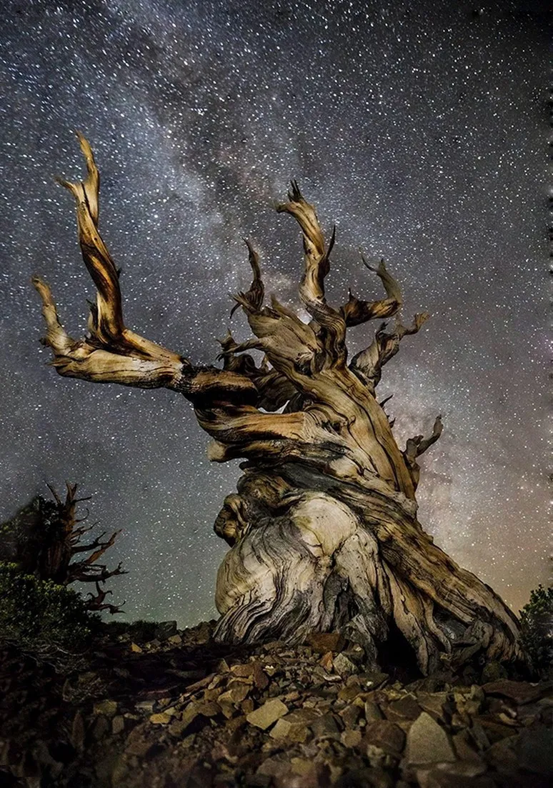 Tree as a Metaphor 073
