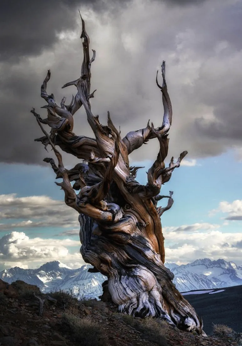 Tree as a Metaphor 074