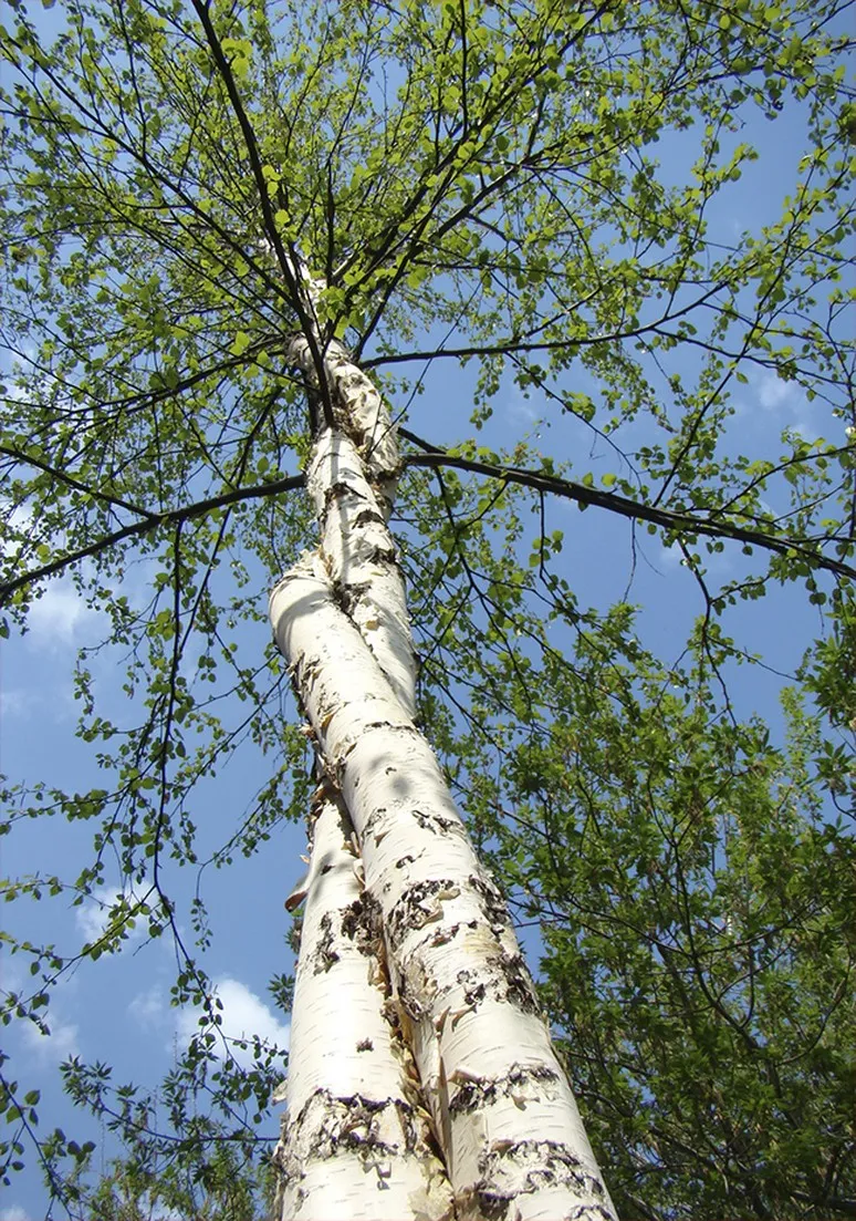 Tree as a Metaphor 075