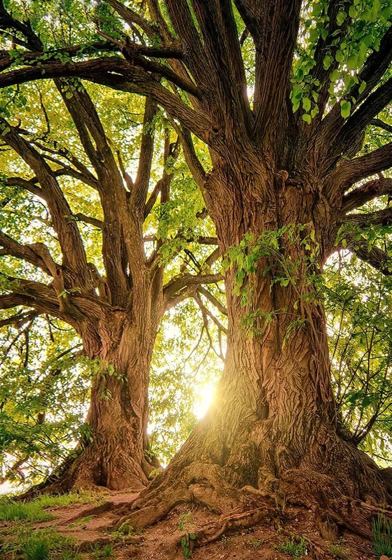 Tree as a Metaphor 076