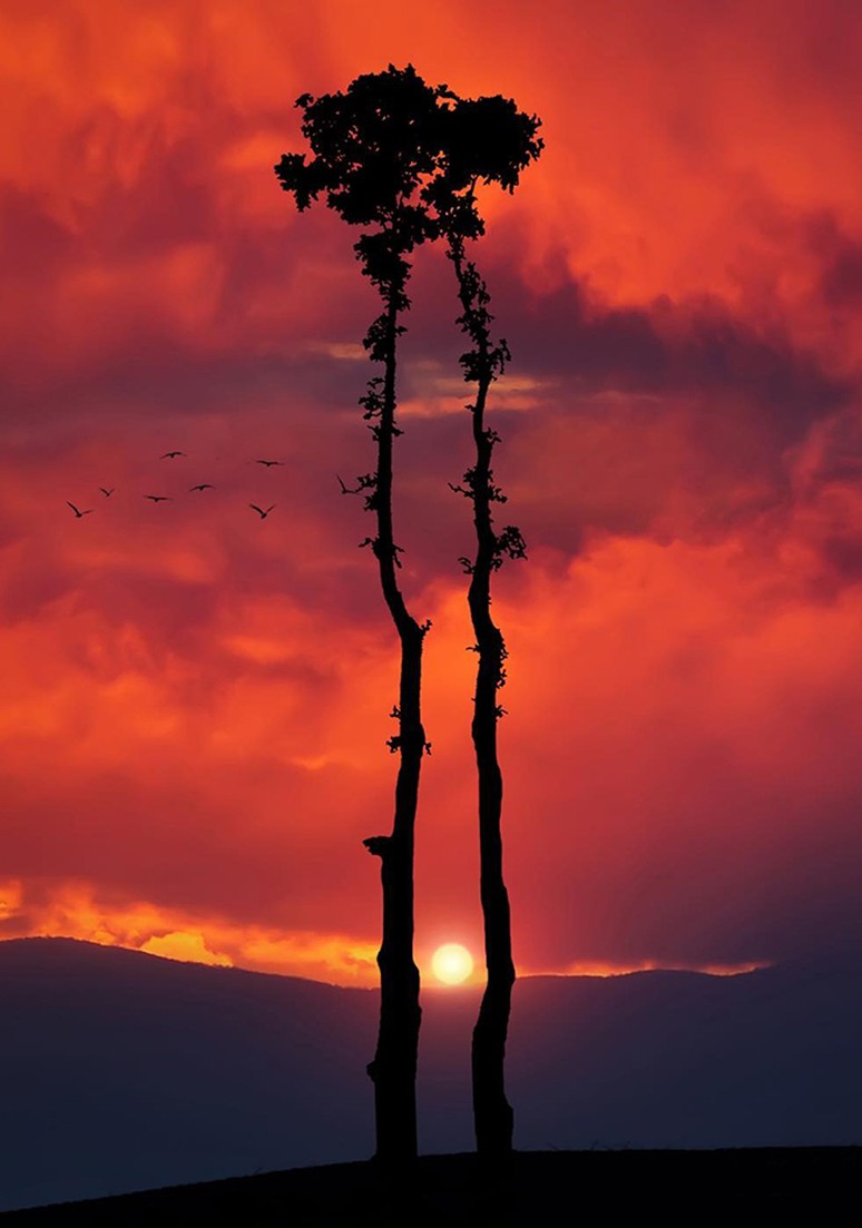Tree as a Metaphor 077