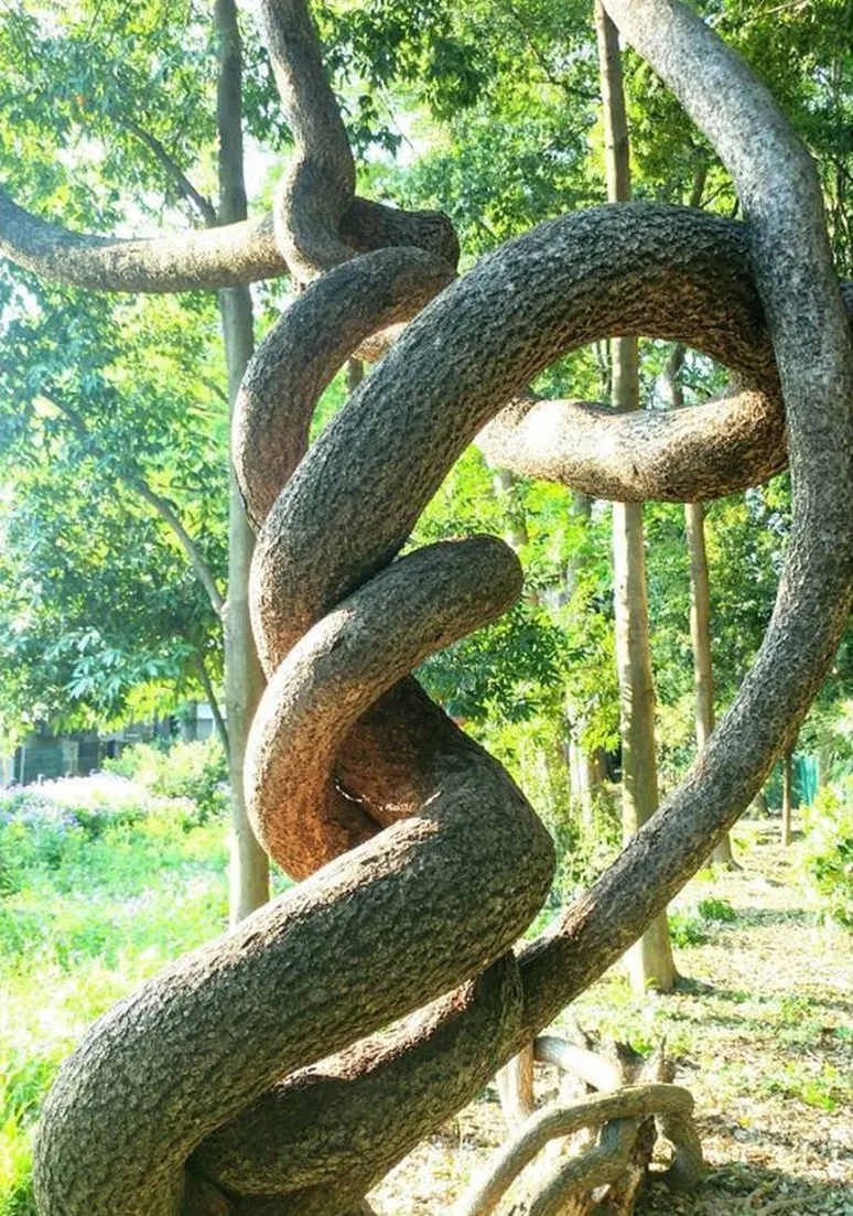Tree as a Metaphor 078