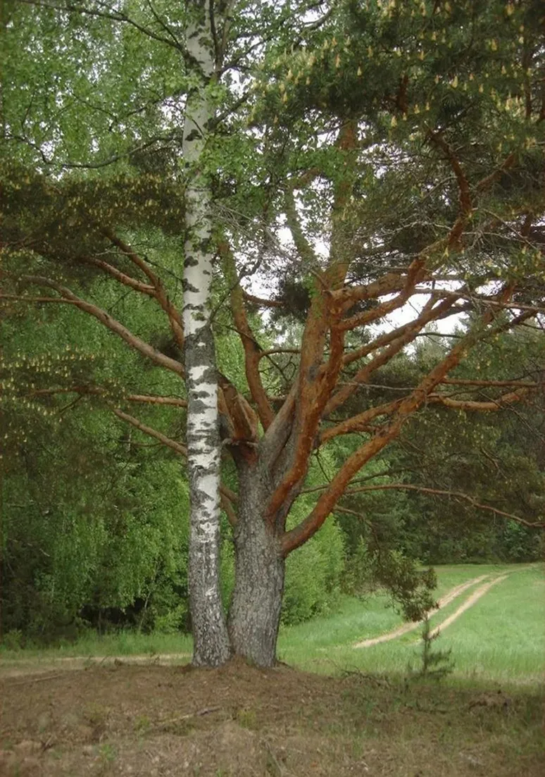 Tree as a Metaphor 079
