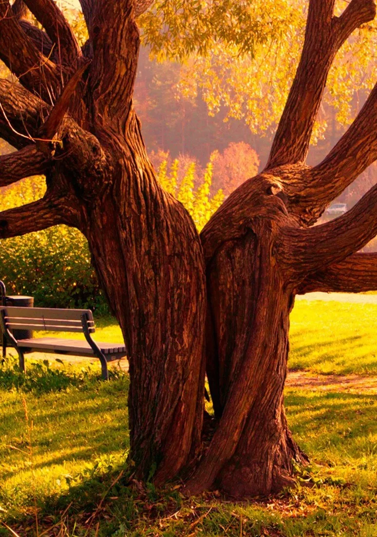Tree as a Metaphor 080