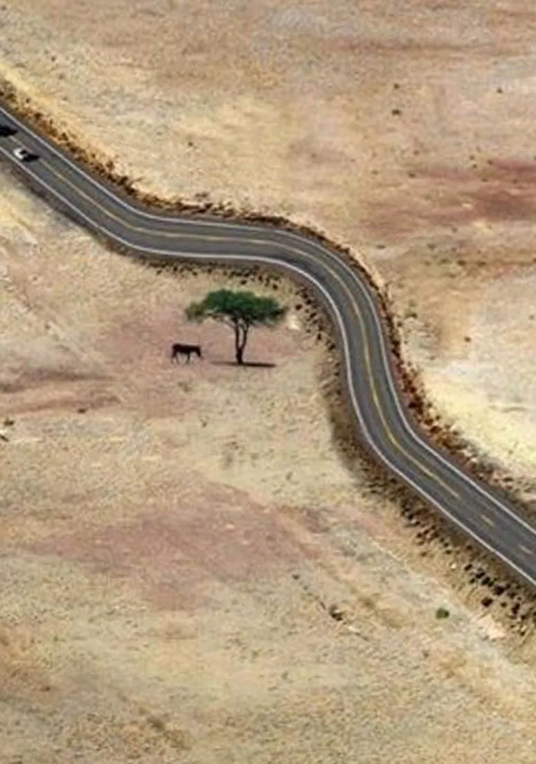 Tree as a Metaphor 081