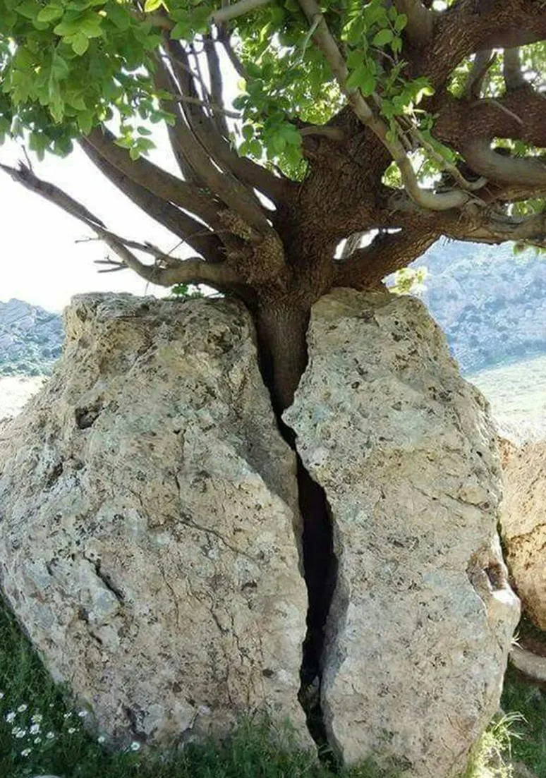Tree as a Metaphor 082