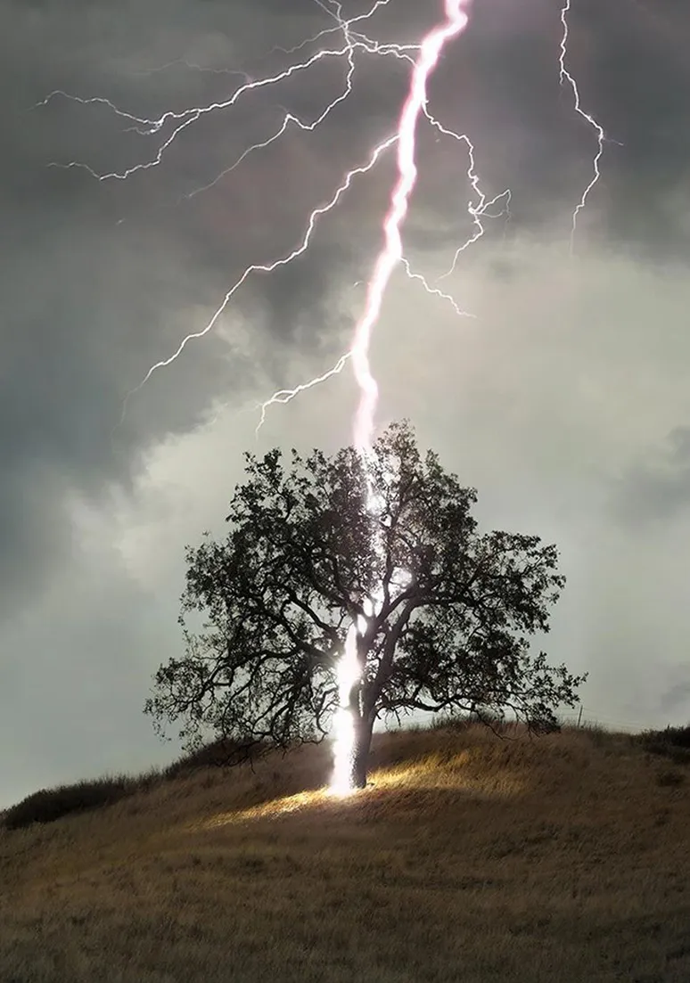 Tree as a Metaphor 083