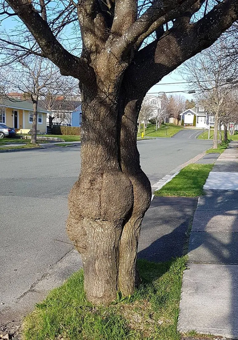 Tree as a Metaphor 085