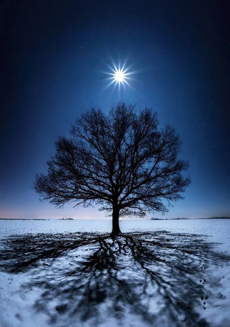 Tree as a Metaphor 086
