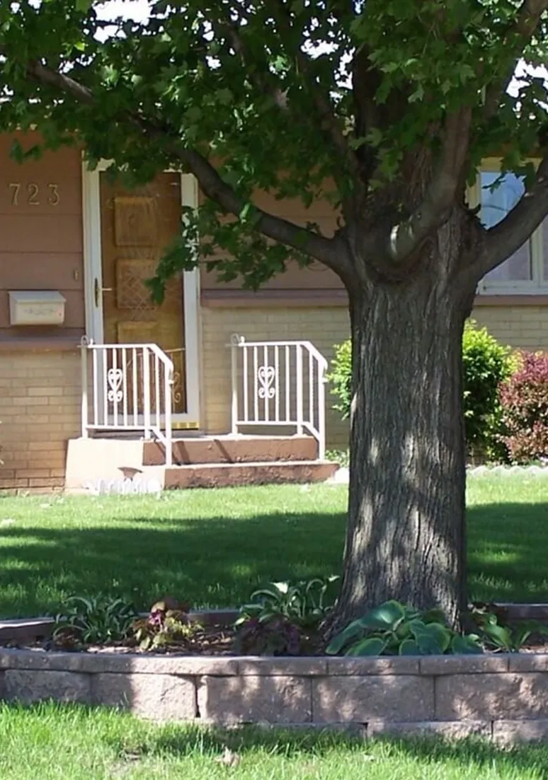 Tree as a Metaphor 090