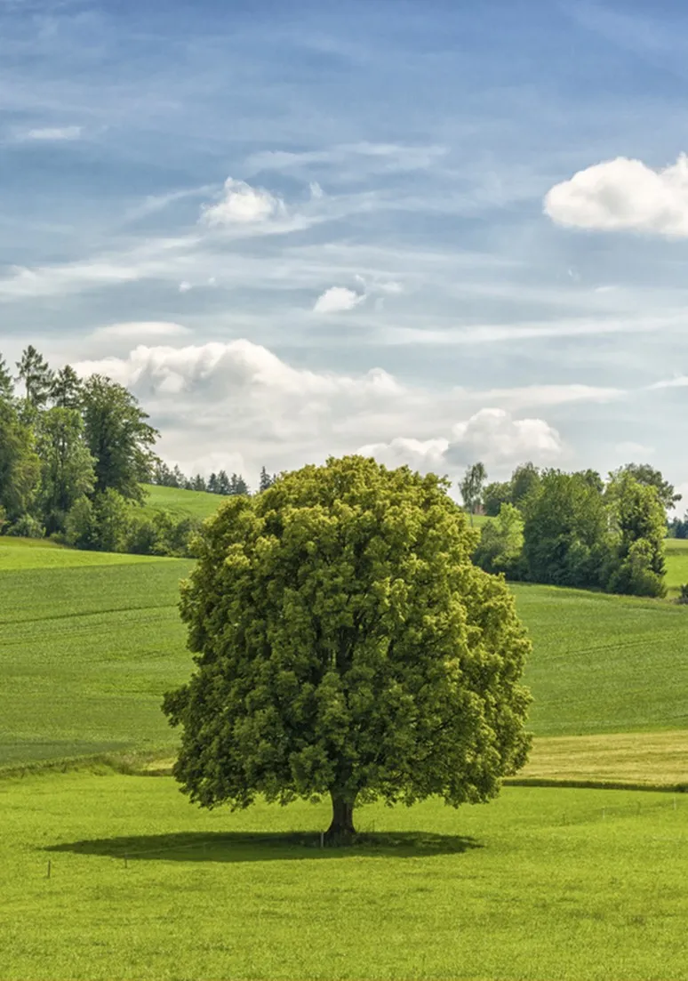 Tree as a Metaphor 092