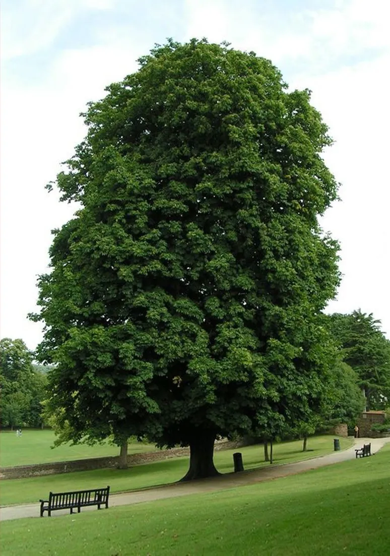 Tree as a Metaphor 093