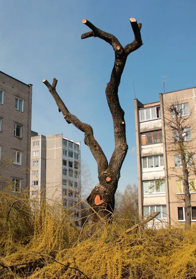 Tree as a Metaphor 096
